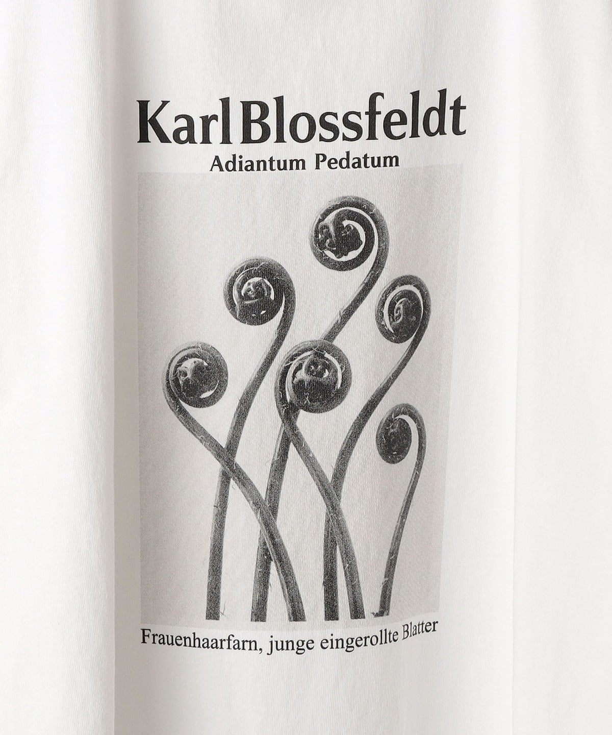 SHIPS: Karl Blossfeldt フォト プリント Tシャツ